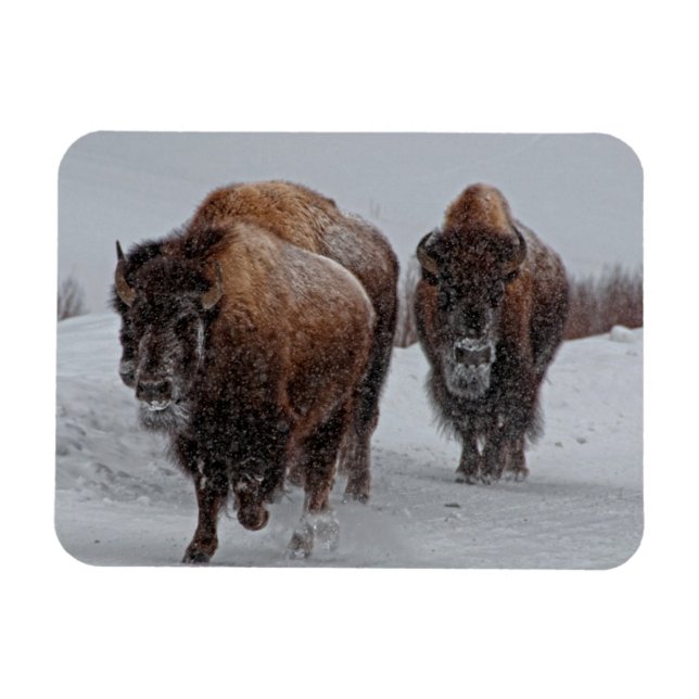 Imán Yellowstone Bison (Horizontal)