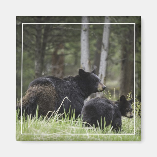 Imán Yellowstone Black Bear Magnet (Frente)