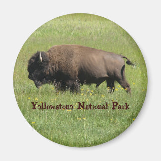 Imán Yellowstone Buffalo Magnet
