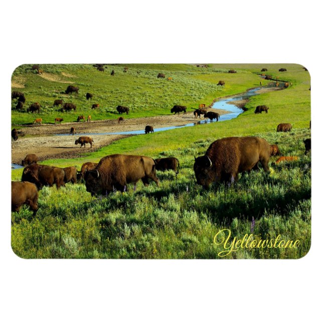 Imán Yellowstone Magnet (Horizontal)