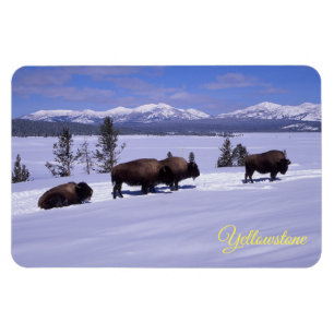 Imán Yellowstone Magnet