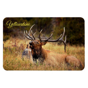 Imán Yellowstone Magnet-Elk