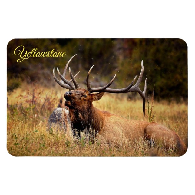 Imán Yellowstone Magnet-Elk (Horizontal)