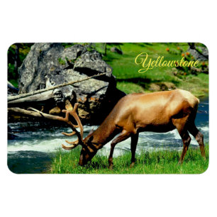 Imán Yellowstone Magnet-Elk