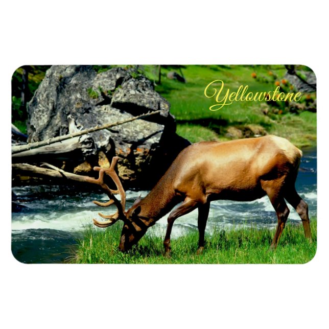 Imán Yellowstone Magnet-Elk (Horizontal)