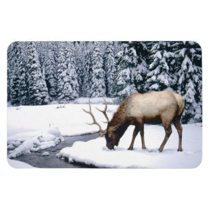 Imán Yellowstone Magnet-Elk