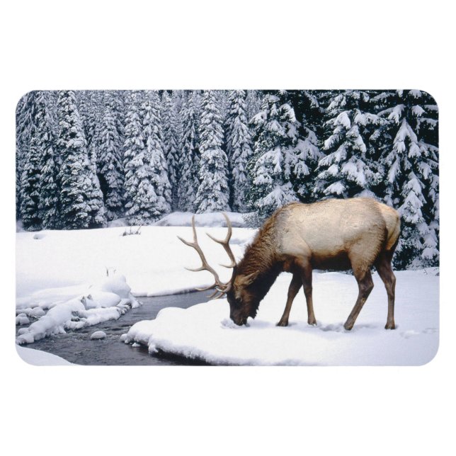 Imán Yellowstone Magnet-Elk (Horizontal)