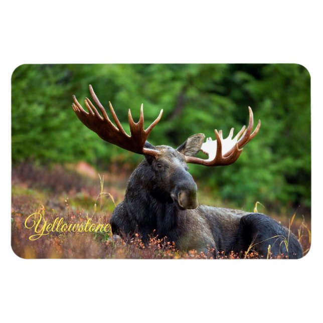 Imán Yellowstone Magnet-Moose (Horizontal)