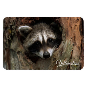 Imán Yellowstone Magnet-Raccoon