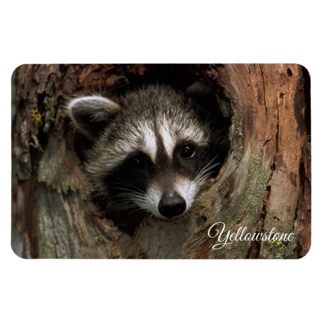 Imán Yellowstone Magnet-Raccoon (Horizontal)