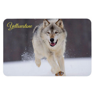 Imán Yellowstone Magnet-Wolf