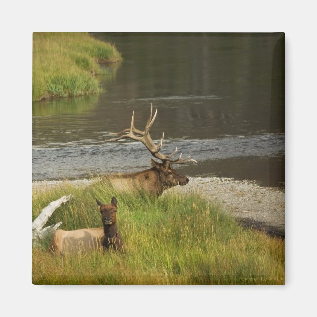Imán Yellowstone Mates Magnet (Frente)