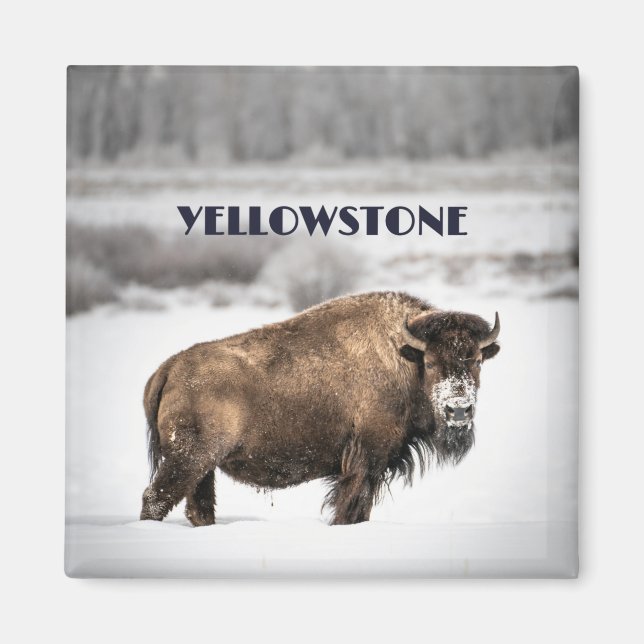 Imán Yellowstone Snowowy Buffalo Magnet (Frente)