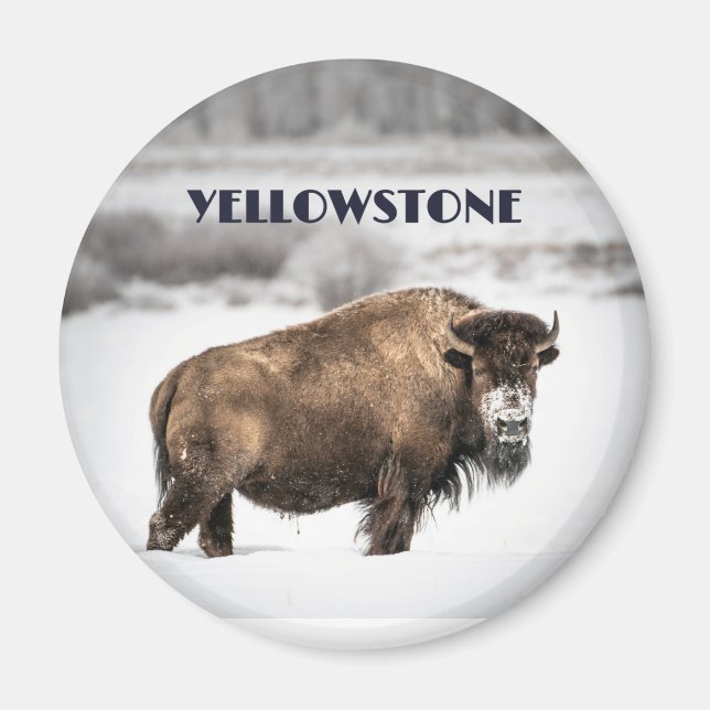 Imán Yellowstone Snowowy Buffalo Souvenir Magnet (Frente)