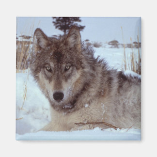Imán Yellowstone Wolf