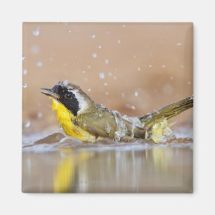 Imán Yellowthroat común que se baña