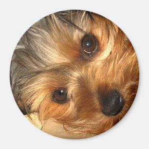 Imán York Eyes Magnet