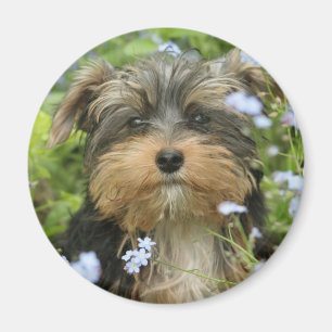 Imán York Terrier Magnet