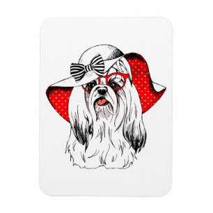 Imán Yorkie Fashion Shoot