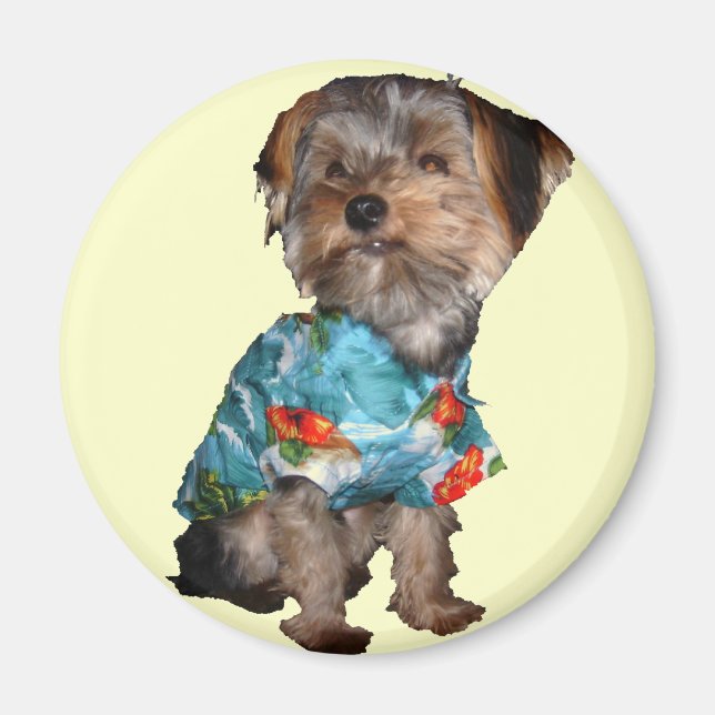 Imán Yorkie hawaiano (Frente)