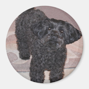 Imán Yorkie inquisitivo Poo