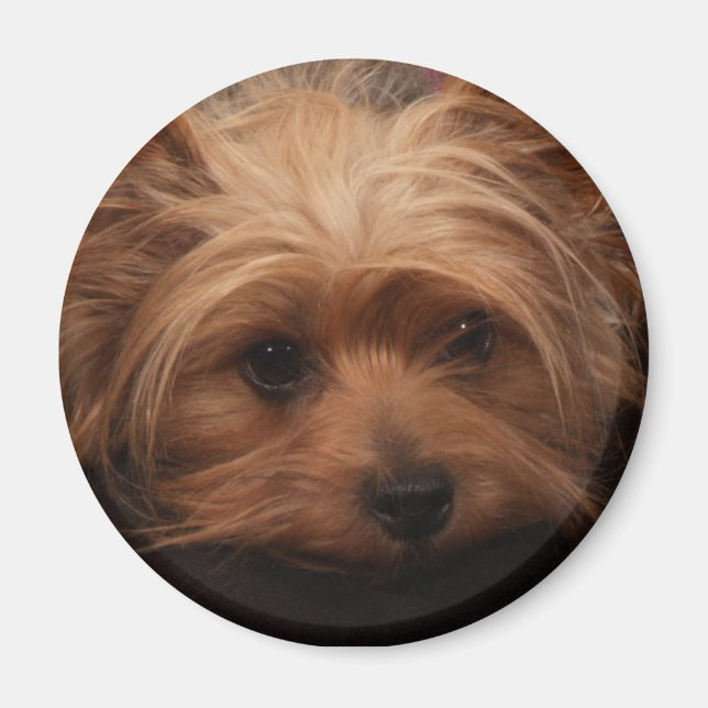 Imán Yorkie Magnet (Frente)