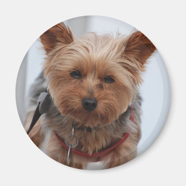 Imán Yorkie Magnet (Frente)