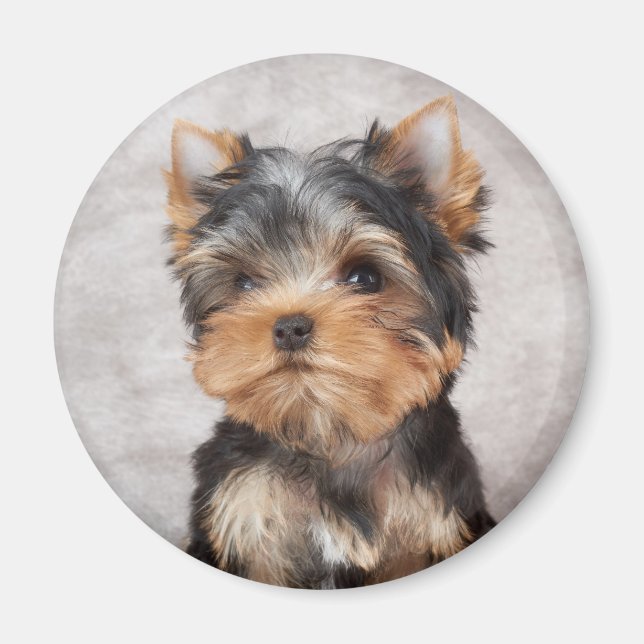 Imán Yorkie maravilloso (Frente)