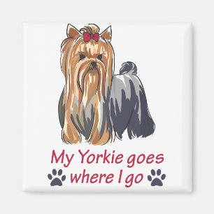 Imán Yorkie va a donde voy