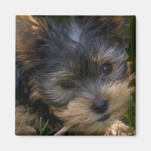 Imán Yorkshire (Frente)