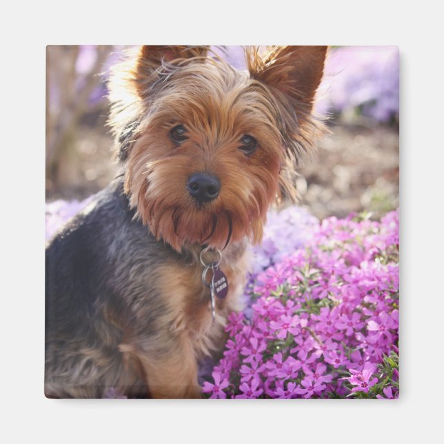 Imán Yorkshire Terrier (Frente)