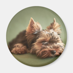 Imán Yorkshire Terrier