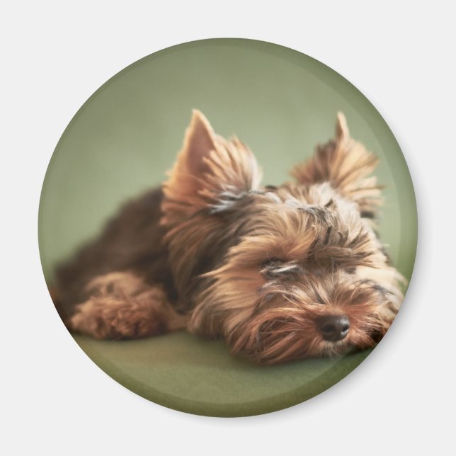 Imán Yorkshire Terrier (Frente)