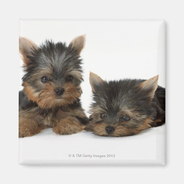 Imán Yorkshire Terrier (Frente)