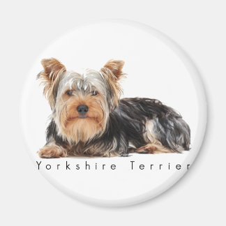 Imán Yorkshire terrier