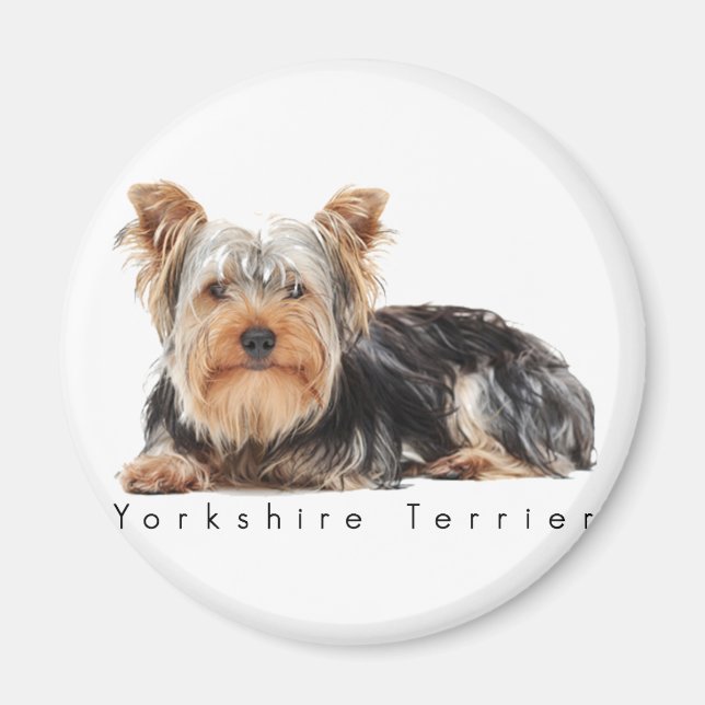 Imán Yorkshire terrier (Frente)