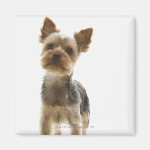 Imán Yorkshire Terrier