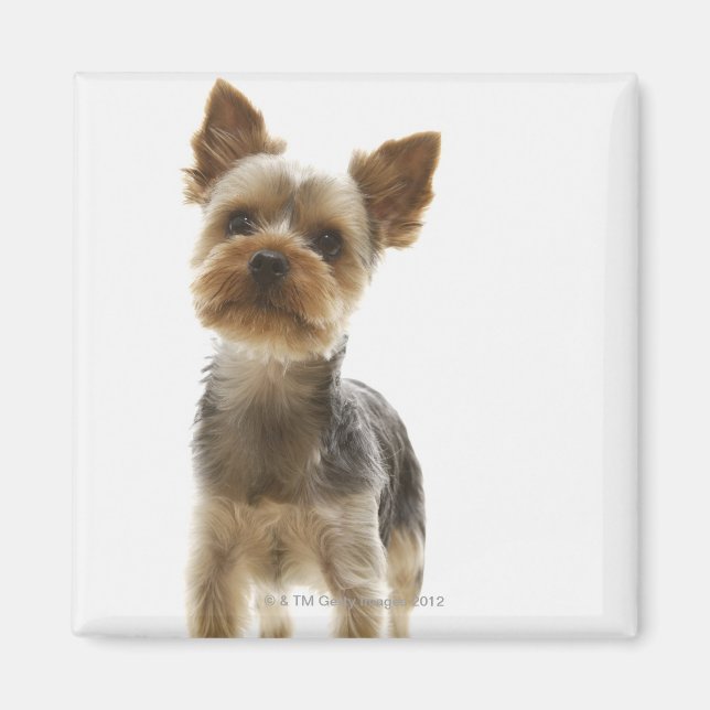 Imán Yorkshire Terrier (Frente)