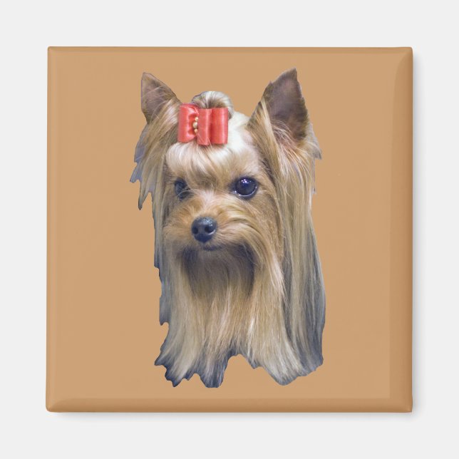 Imán Yorkshire Terrier (Frente)