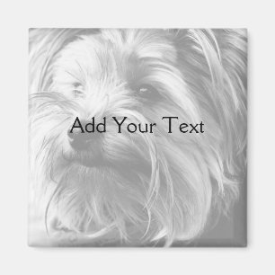 Imán Yorkshire Terrier blanco y negro Yorkie