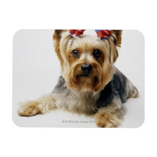 Imán Yorkshire terrier con arcos rojos