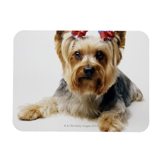 Imán Yorkshire terrier con arcos rojos (Horizontal)