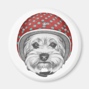 Imán Yorkshire Terrier Daredevil