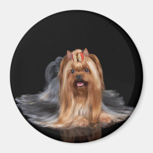 Imán Yorkshire Terrier en negro