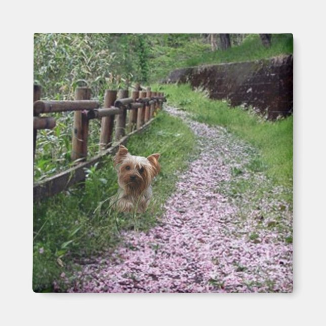 Imán Yorkshire Terrier Magnet (Frente)