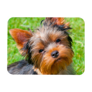 Imán Yorkshire Terrier mirando hacia arriba