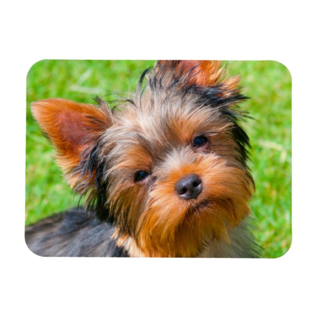 Imán Yorkshire Terrier mirando hacia arriba (Horizontal)