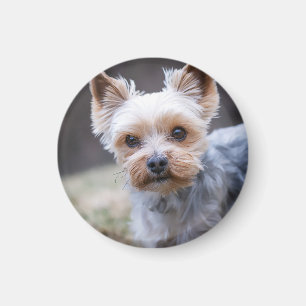 Imán Yorkshire terrier, perro, Mascota