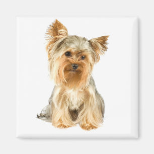 Imán Yorkshire Terrier Puppy Dog Fridge Magnet