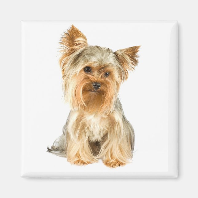 Imán Yorkshire Terrier Puppy Dog Fridge Magnet (Frente)